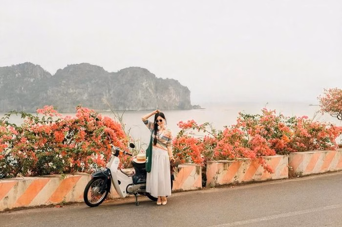 Sắc hoa giấy ven biển là một trong những điểm check-in thu hút đông đảo giới trẻ đến với Cát Bà trong dịp lễ.